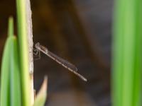 Gemeine Winterlibelle